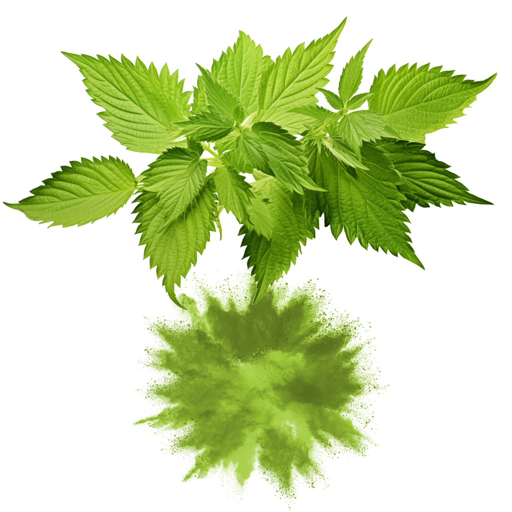 NETTLE LEAVES - (STINGING)_Urtica dioica