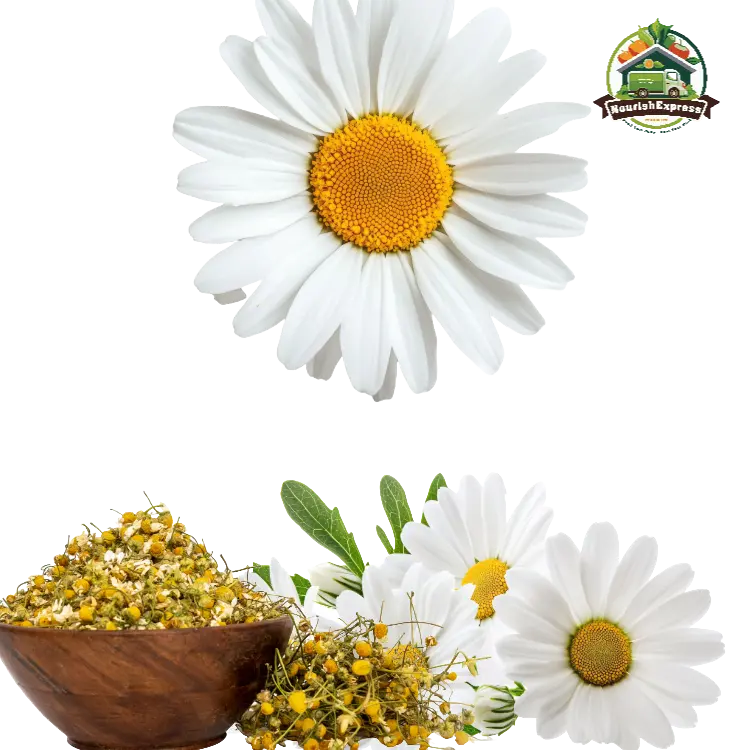 CHAMOMILE FLOWER