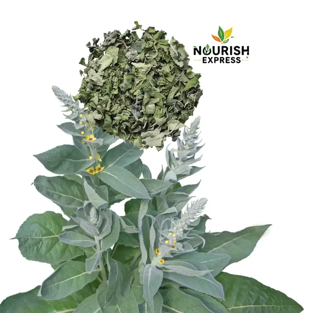 MULLEIN LEAVES