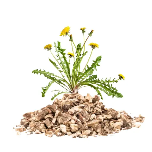 Dandelion Root (Cut & Sifted)